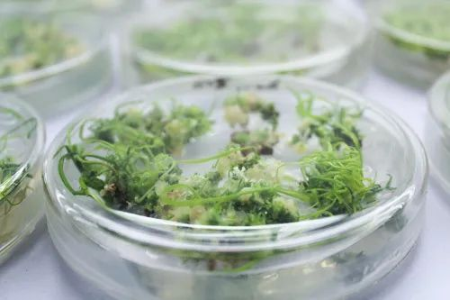 美国人抽血做成的救命药 中国靠大米就能生产！