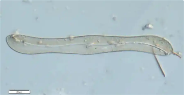 上海发现中国未有神秘生物 官方回应：还需进一步研究