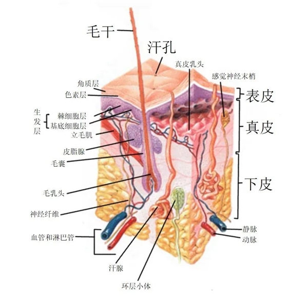 一次温泉鱼疗后 女子不得不截肢！吃死皮的小鱼太恐怖了