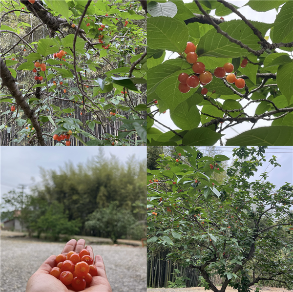 给Manus七分钟 它可以做什么