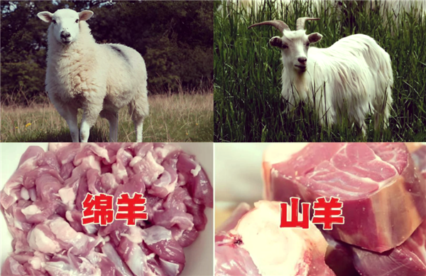 为何南方人不爱吃羊肉